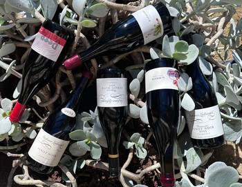 Pinot Noir Day | 6-pack